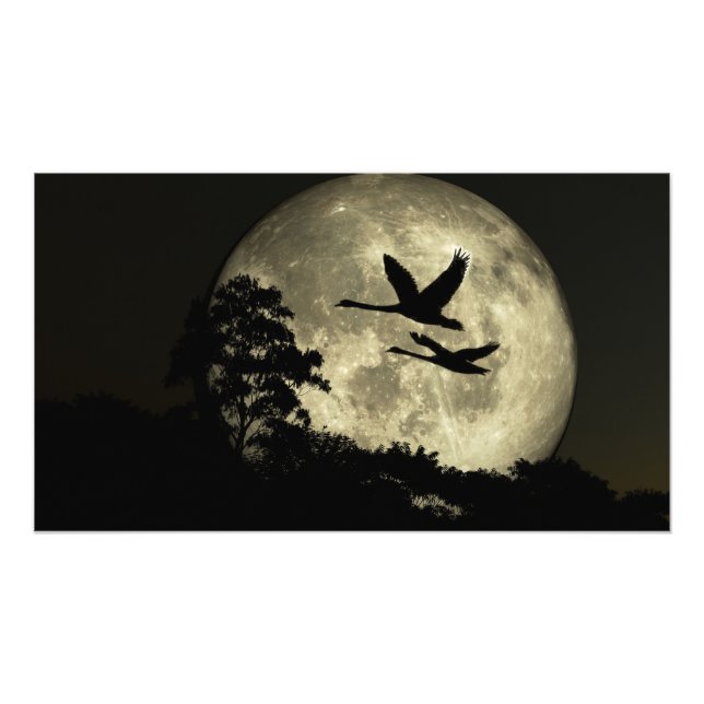 30 x 24 paper poster: "Swans in the Moonlig" image Fototryck (Framsidan)