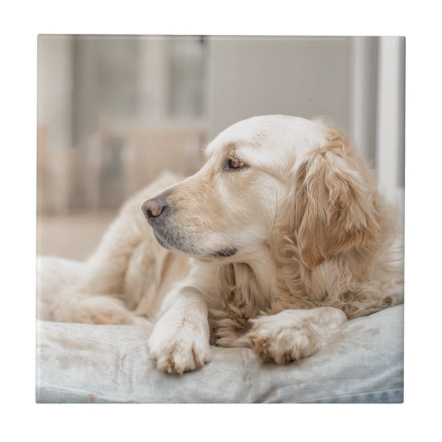 34137641_xxl kakelplatta (Framsidan)