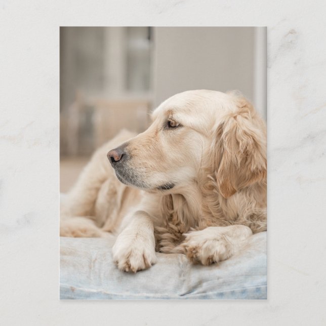 34137641_xxl vykort (Framsida)