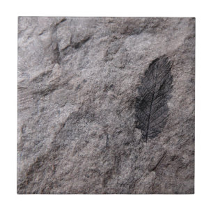 350 miljon år. Belägger med tegel fossil- Kakelplatta