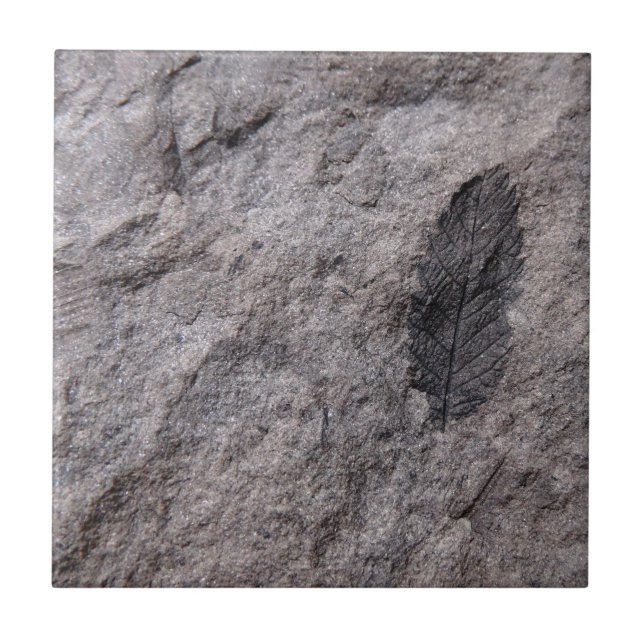 350 miljoner per år Gammal ossil-dekorativ platta Kakelplatta (Framsidan)