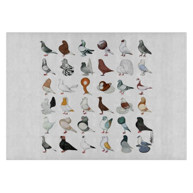 36 Pigeon-raser (Framsidan)