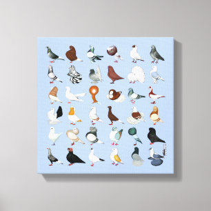 36 Pigeon-raser Canvastryck