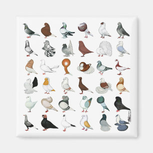 36 Pigeon-raser Magnet