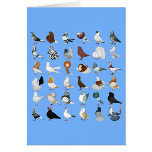 36 Pigeon-raser OBS Kort