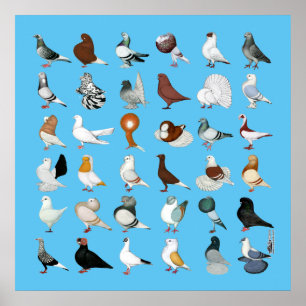 36 Pigeon-raser Poster