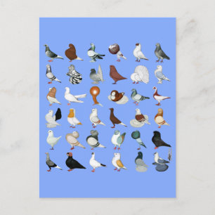36 Pigeon-raser Vykort