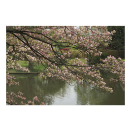 36-tums x24-tums Rosa Dogwood Fototryck