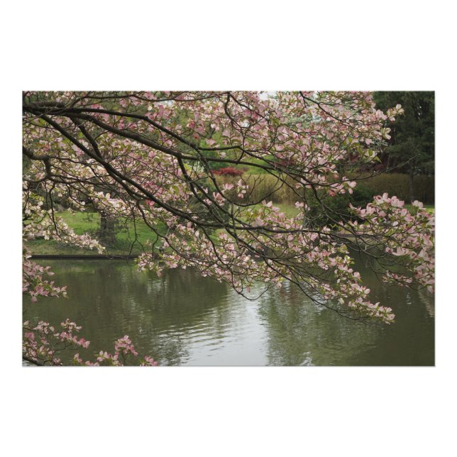 36-tums x24-tums Rosa Dogwood Fototryck (Framsidan)
