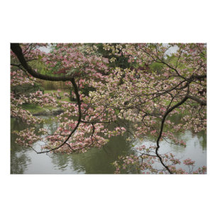 36-tums x24-tums Rosa Dogwood Fototryck