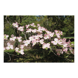36-tums x24-tums Rosa Dogwood Fototryck