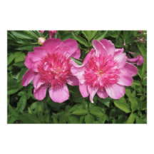 36-tums x24-tums Rosa Peonies