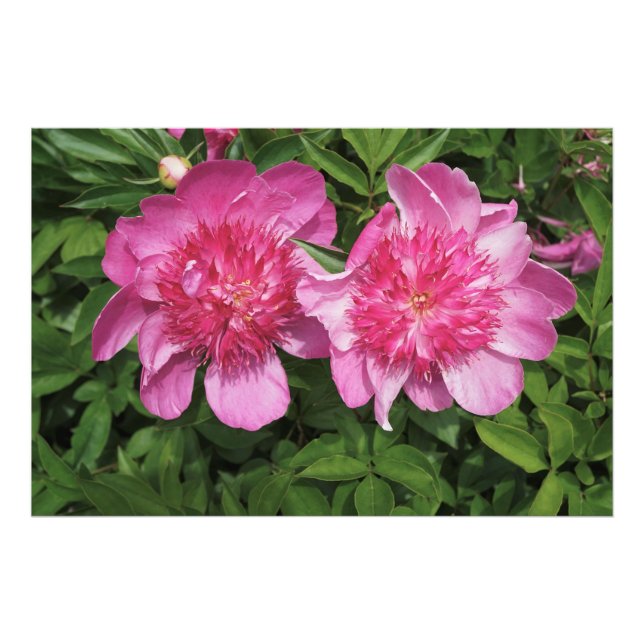 36-tums x24-tums Rosa Peonies Fototryck (Framsidan)