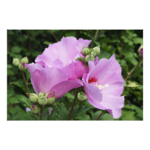 36"x24" Althea