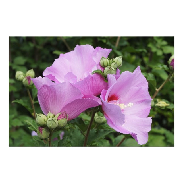 36"x24" Althea Fototryck (Framsidan)