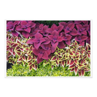 36"x24" Coleus Fototryck