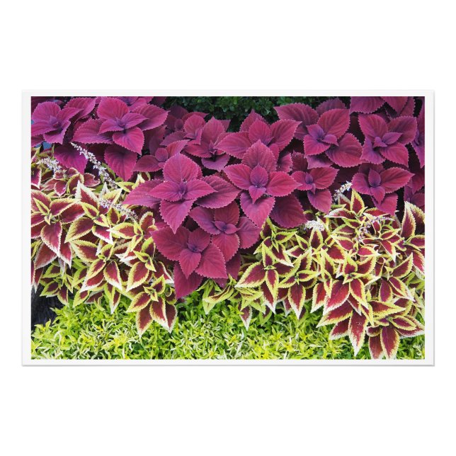 36"x24" Coleus Fototryck (Framsidan)