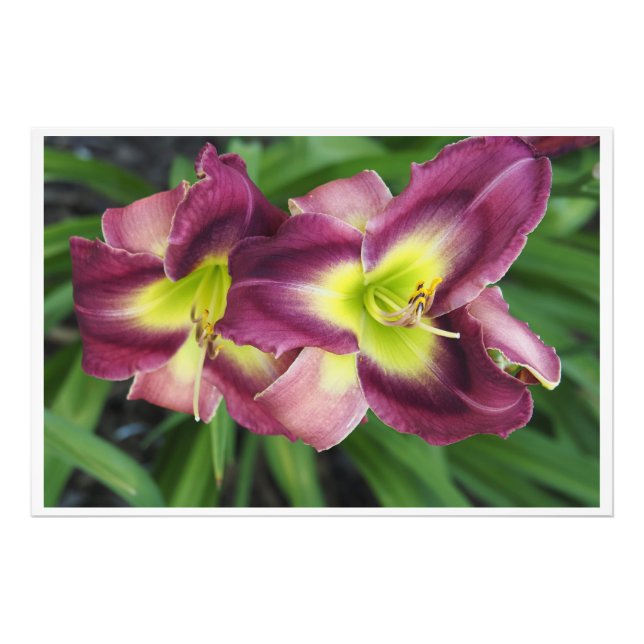 36"x24" Dagliljor Fototryck (Framsidan)