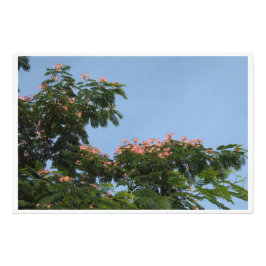 36"x24"  Mimosa Träd Fototryck