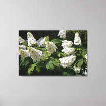 36" x24" Oakleaf Hydrangea