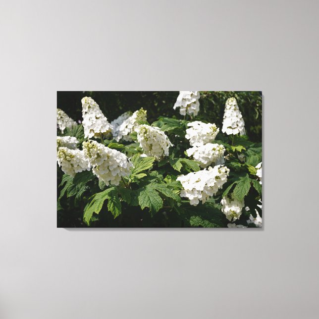 36" x24" Oakleaf Hydrangea Canvastryck (Framsida)