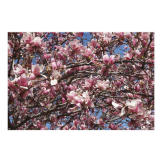 36"x24" Pink Magnolia Fototryck