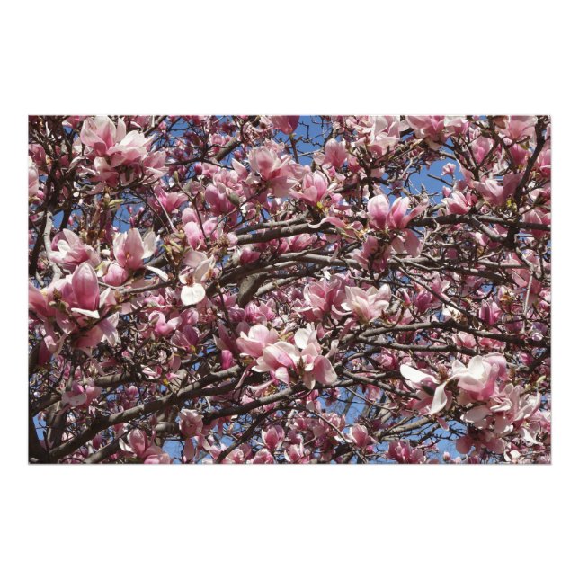 36"x24" Pink Magnolia Fototryck (Framsidan)