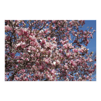 36"x24" Pink Magnolia Fototryck