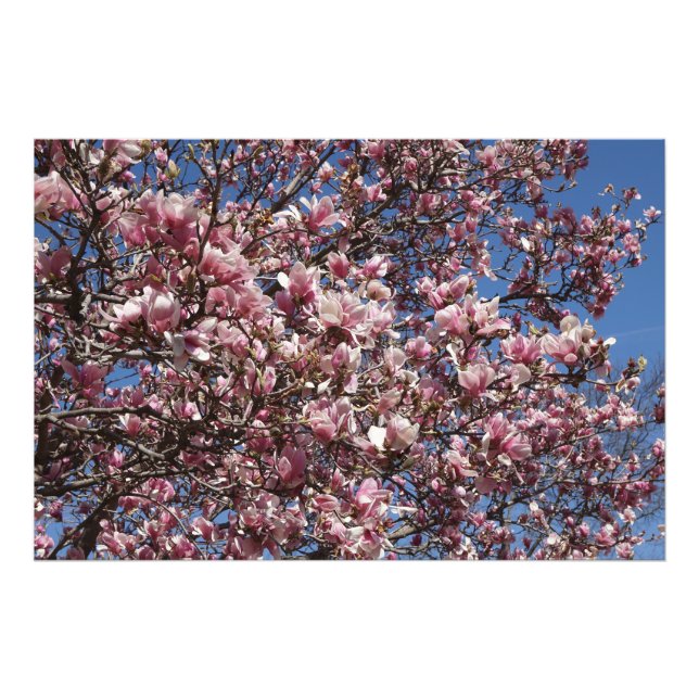 36"x24" Pink Magnolia Fototryck (Framsidan)