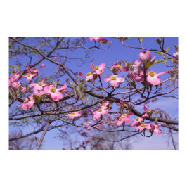 36"x24" Rosa Kornel Fototryck