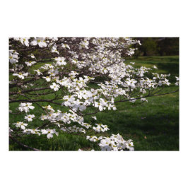 36"x24" Vit Kornel Fototryck