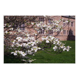 36"x24" Vit Kornel Fototryck