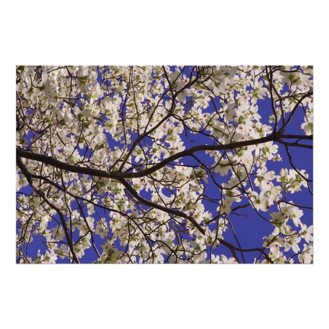 36" x24" Vitt Dogwood Fototryck (Framsidan)