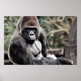 36 X 24 GORILLA PREMIUM CANVAS GLOSS POSTER