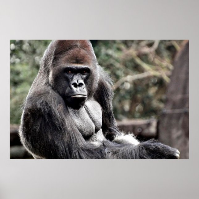 36 X 24 GORILLA PREMIUM CANVAS GLOSS POSTER (Framsidan)