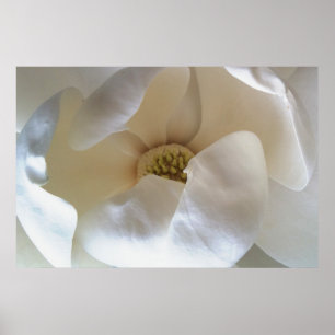 36" x 24" magnoliaaffischen, värderar den matte poster