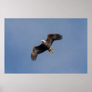 36 x 24 Örn under flygning Poster