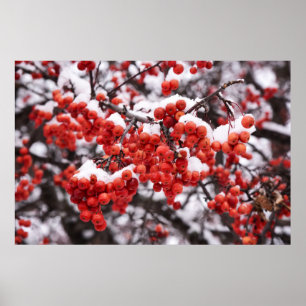 36 x 24 VäggPoster Poster
