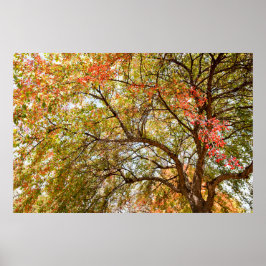 36 x 24 VäggPoster Poster