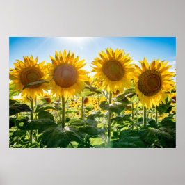 36 x 24 VäggPoster Poster