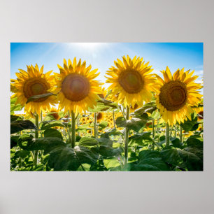 36 x 24 VäggPoster Poster