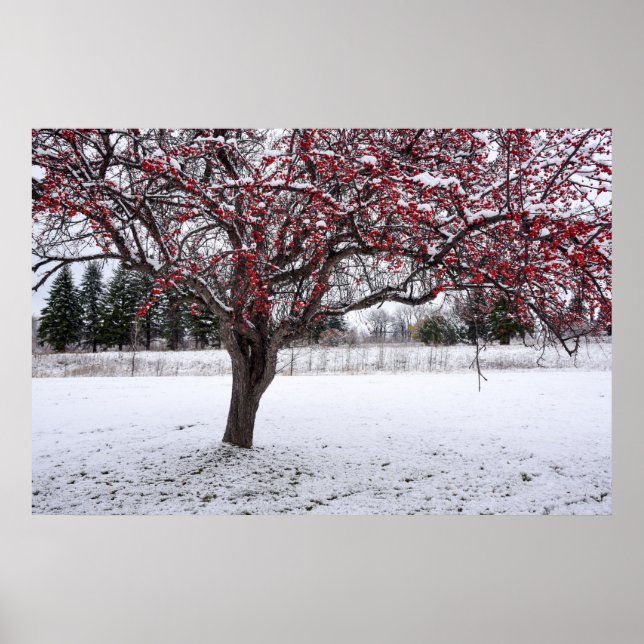 36 x 24 VäggPoster Poster (Framsidan)