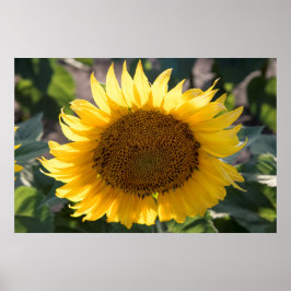 36 x 24 VäggPoster Poster