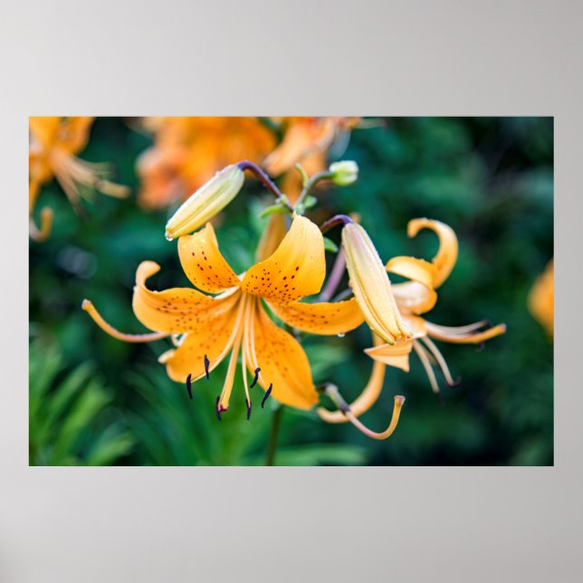 36 x 24 VäggPoster Poster (Framsidan)