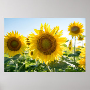36 x 24 VäggPoster Poster