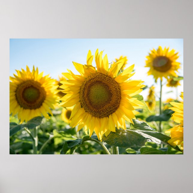 36 x 24 VäggPoster Poster (Framsidan)