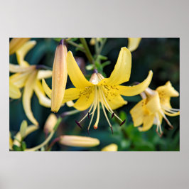 36 x 24 VäggPoster Poster