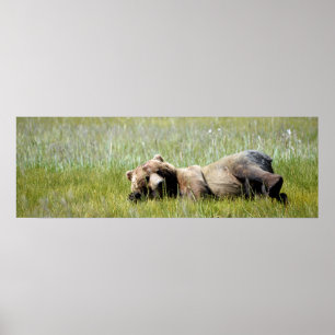 36x12 Poster Papprare (projektionsyta) av grizzlyb