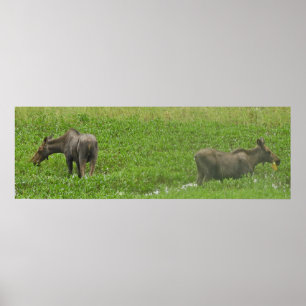 36x12 Poster Papprare (projektionsyta) av mos