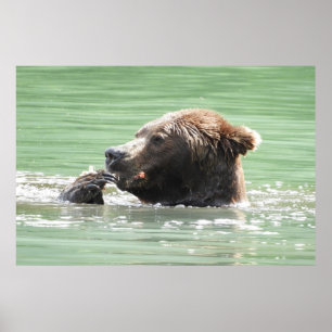 36x24 Poster Papper (projektionsyta) av grizzlybjö